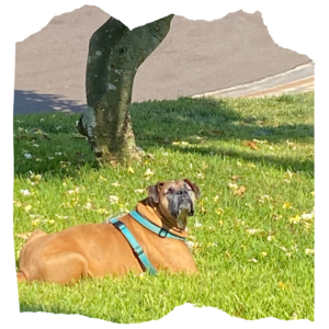 Gunny the Boxer - sunbathing